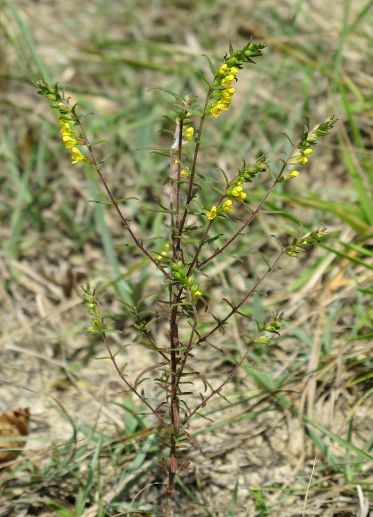 Odontites jaubertianus
